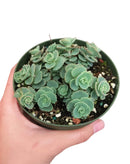 Sedum Sieboldii for sale, monthly succulents, Succulents, succulents store in CA, cactus, succulents shop in California, indoor succulents, succulent care tips, succulent plant, Sedum Sieboldii in California, How to grow Sedum Sieboldii