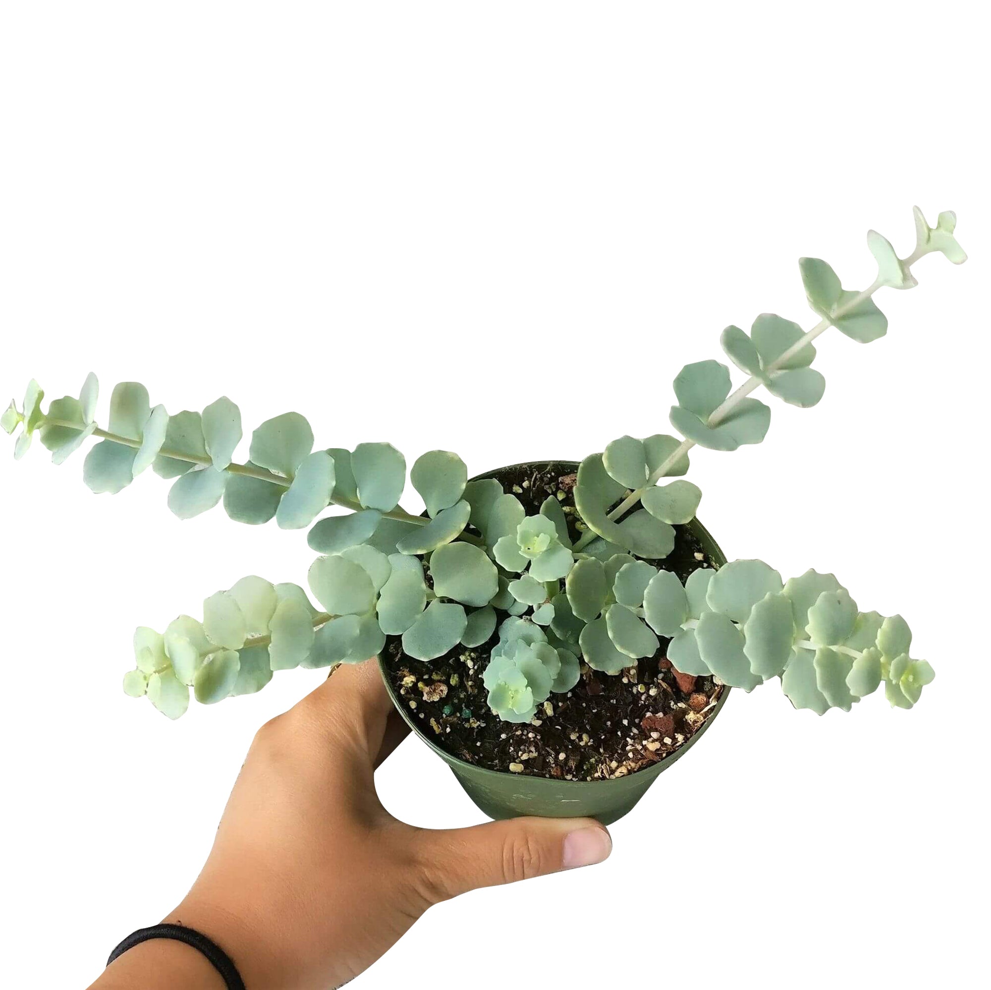 sieboldii succulent Sedum Sieboldii October Daphne Succulent | Care Instruction