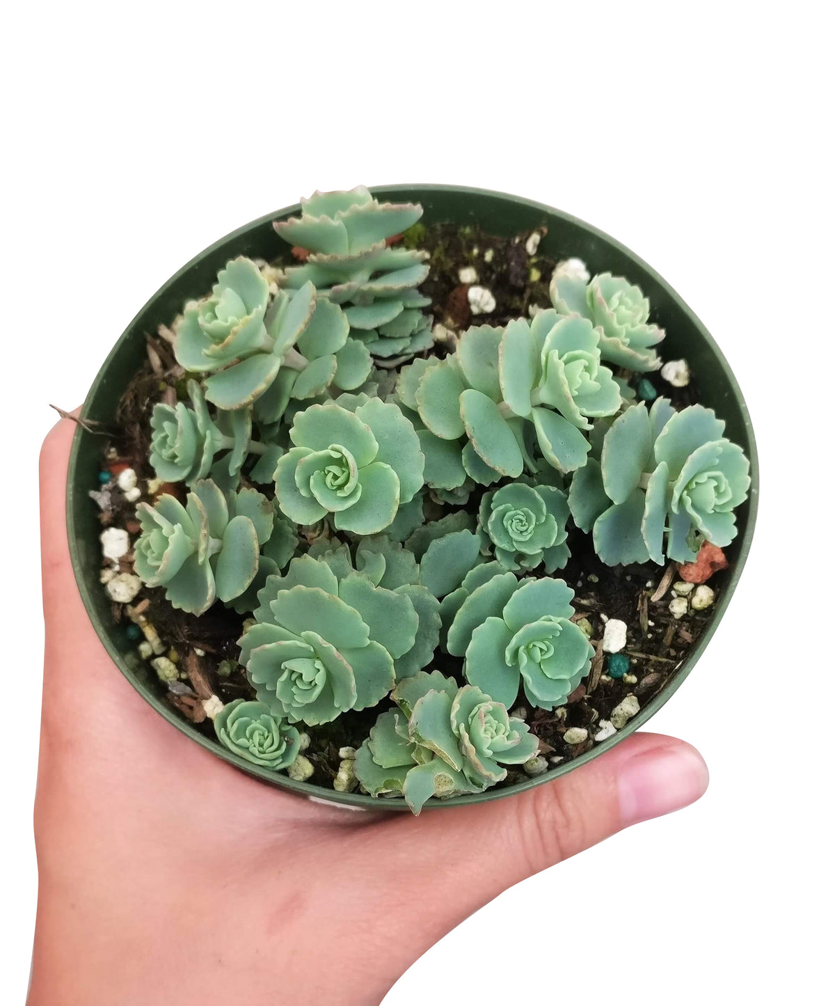 Sedum Sieboldii for sale, monthly succulents, Succulents, succulents store in CA, cactus, succulents shop in California, indoor succulents, succulent care tips, succulent plant, Sedum Sieboldii in California, How to grow Sedum Sieboldii