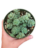 Sedum Sieboldii for sale, monthly succulents, Succulents, succulents store in CA, cactus, succulents shop in California, indoor succulents, succulent care tips, succulent plant, Sedum Sieboldii in California, How to grow Sedum Sieboldii