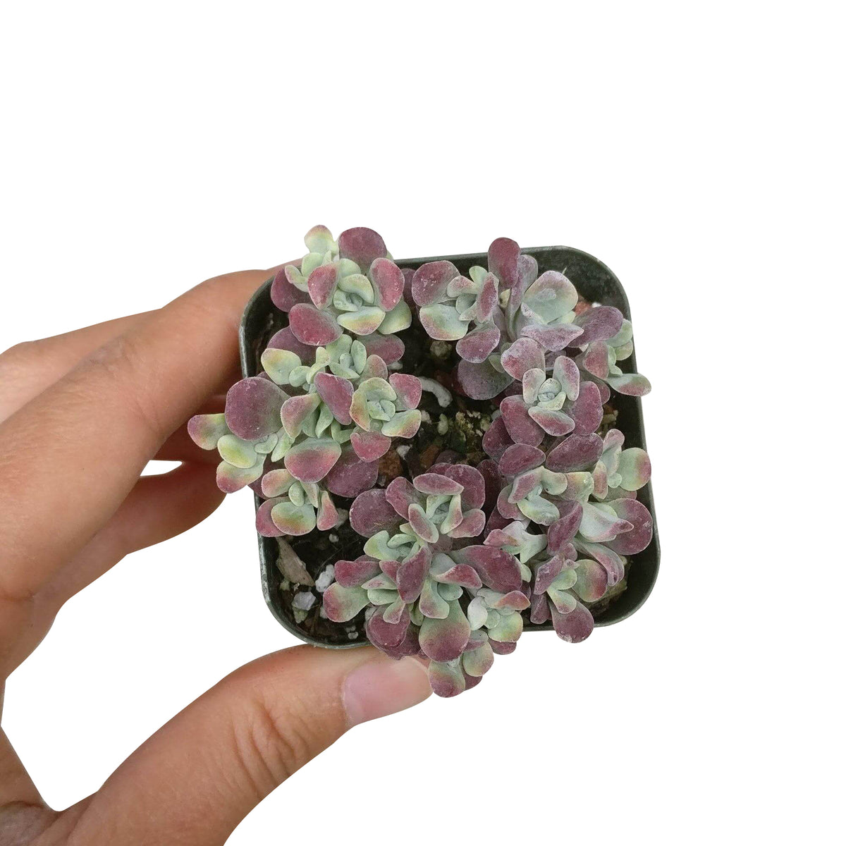 sedum spathulifolium for sale, succulents shop in California, Rare succulents, Succulents, succulent plant, succulent care guide, succulents garden, how to grow succulents, cactus, sedum spathulifolium in California, How to grow sedum spathulifolium