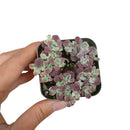 sedum spathulifolium for sale, succulents shop in California, Rare succulents, Succulents, succulent plant, succulent care guide, succulents garden, how to grow succulents, cactus, sedum spathulifolium in California, How to grow sedum spathulifolium