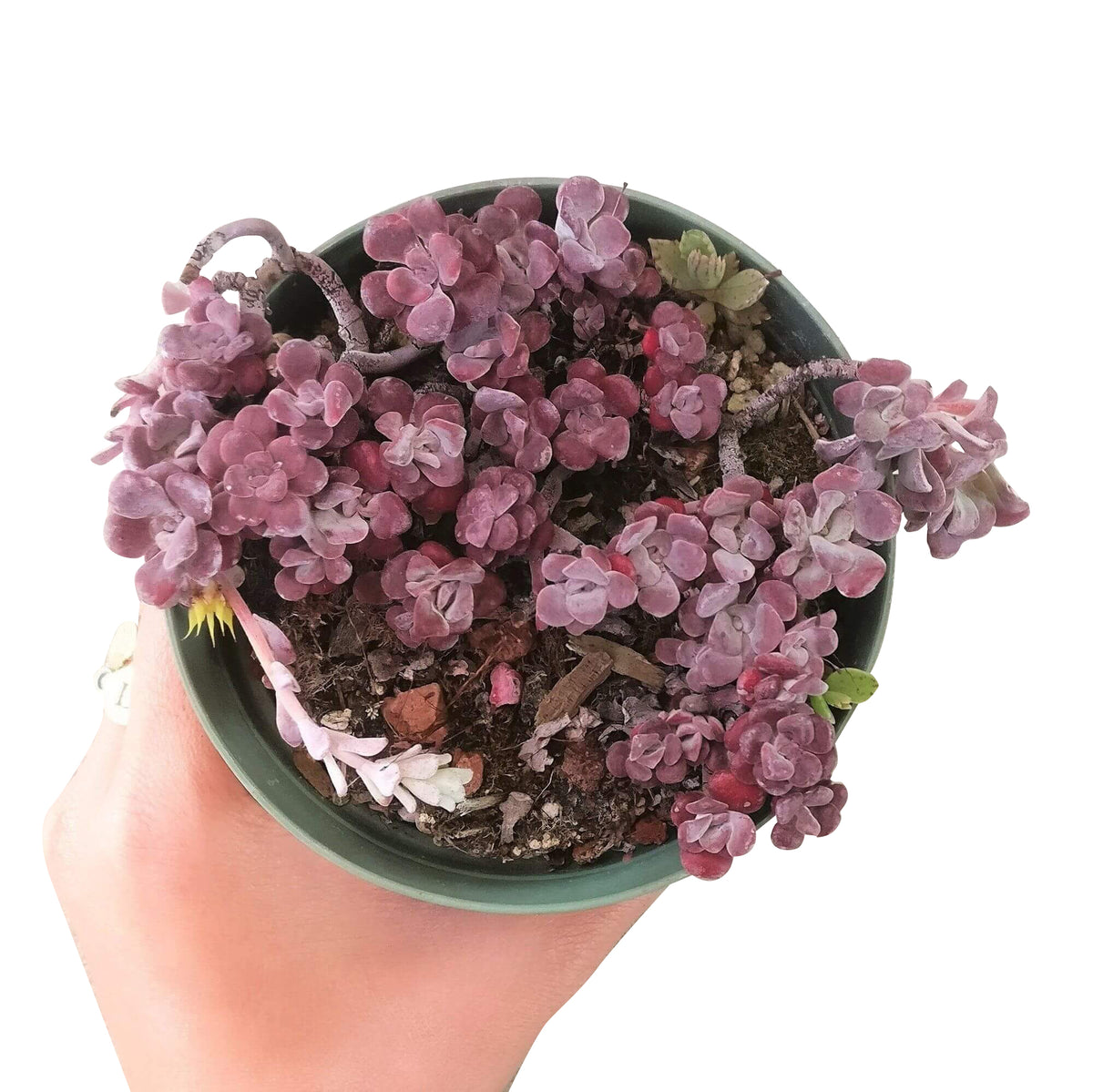 sedum spathulifolium for sale, succulents shop in California, Rare succulents, Succulents, succulent plant, succulent care guide, succulents garden, how to grow succulents, cactus, sedum spathulifolium in California, How to grow sedum spathulifolium