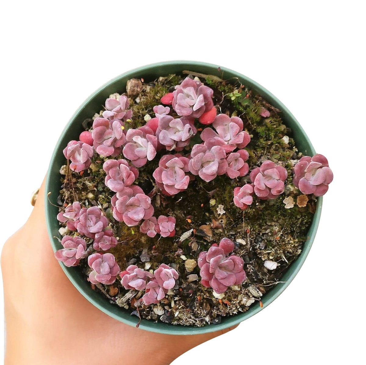 sedum spathulifolium for sale, succulents shop in California, Rare succulents, Succulents, succulent plant, succulent care guide, succulents garden, how to grow succulents, cactus, sedum spathulifolium in California, How to grow sedum spathulifolium