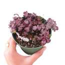 sedum spathulifolium for sale, succulents shop in California, Rare succulents, Succulents, succulent plant, succulent care guide, succulents garden, how to grow succulents, cactus, sedum spathulifolium in California, How to grow sedum spathulifolium