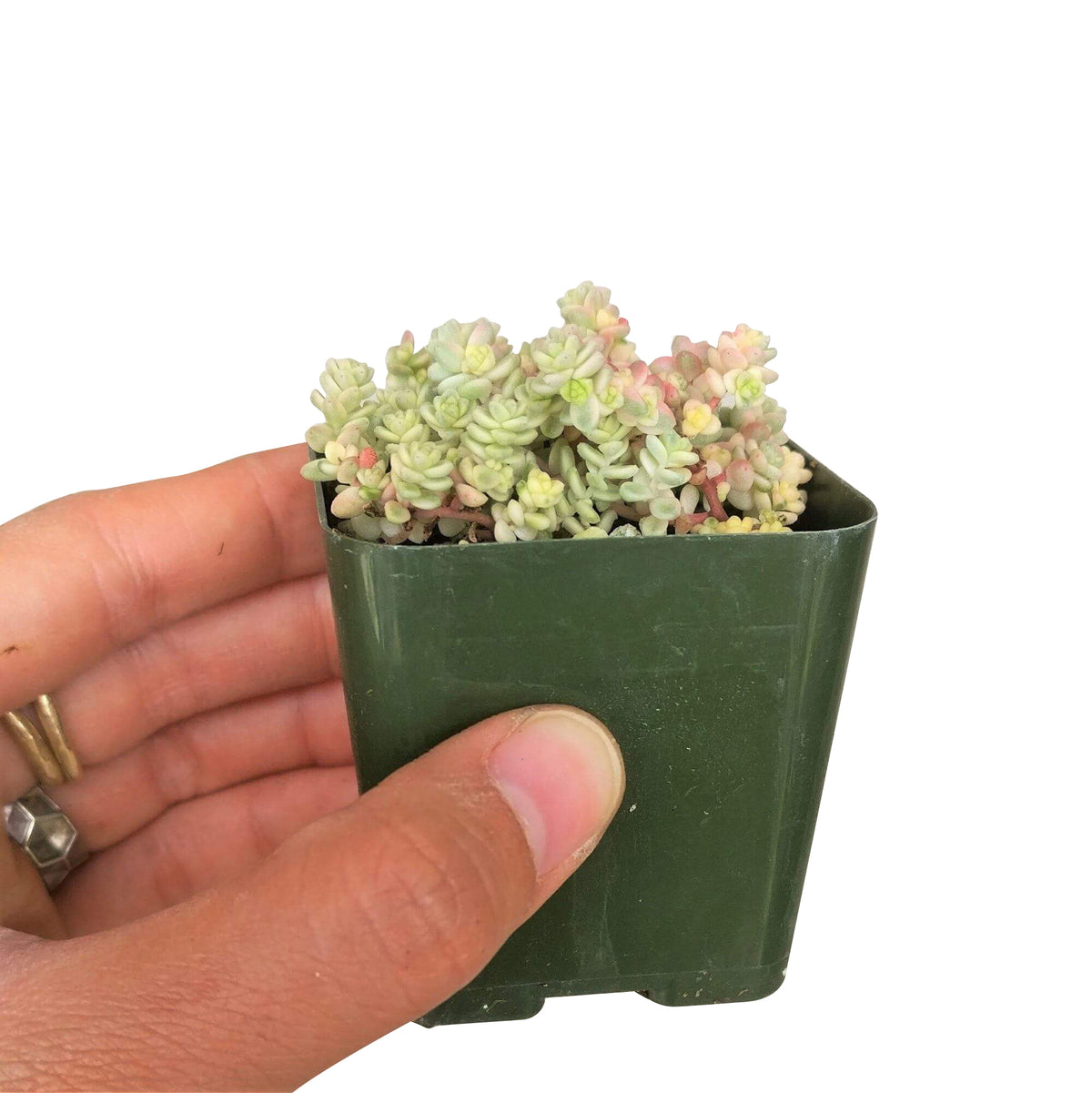 sedum anglicum, Suzie Q English succulent, succulents store in CA, Succulents, monthly succulents, succulent care, Rare succulents, succulents garden, succulent care tips, indoor succulents, Suzie Q English succulent in California, How to grow Suzie Q English succulent