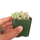 sedum anglicum, Suzie Q English succulent, succulents store in CA, Succulents, monthly succulents, succulent care, Rare succulents, succulents garden, succulent care tips, indoor succulents, Suzie Q English succulent in California, How to grow Suzie Q English succulent