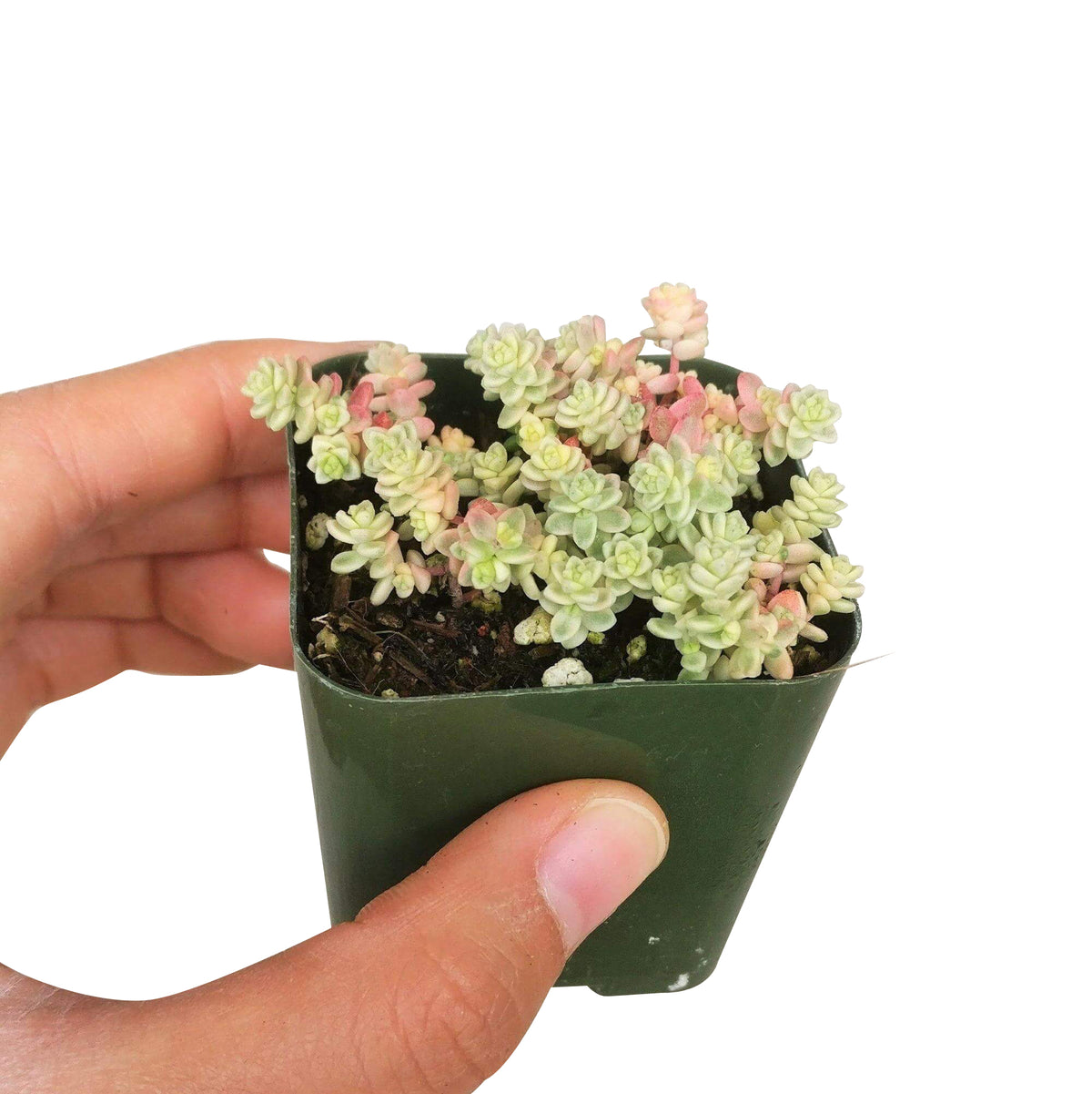 sedum anglicum, Suzie Q English succulent, succulents store in CA, Succulents, monthly succulents, succulent care, Rare succulents, succulents garden, succulent care tips, indoor succulents, Suzie Q English succulent in California, How to grow Suzie Q English succulent