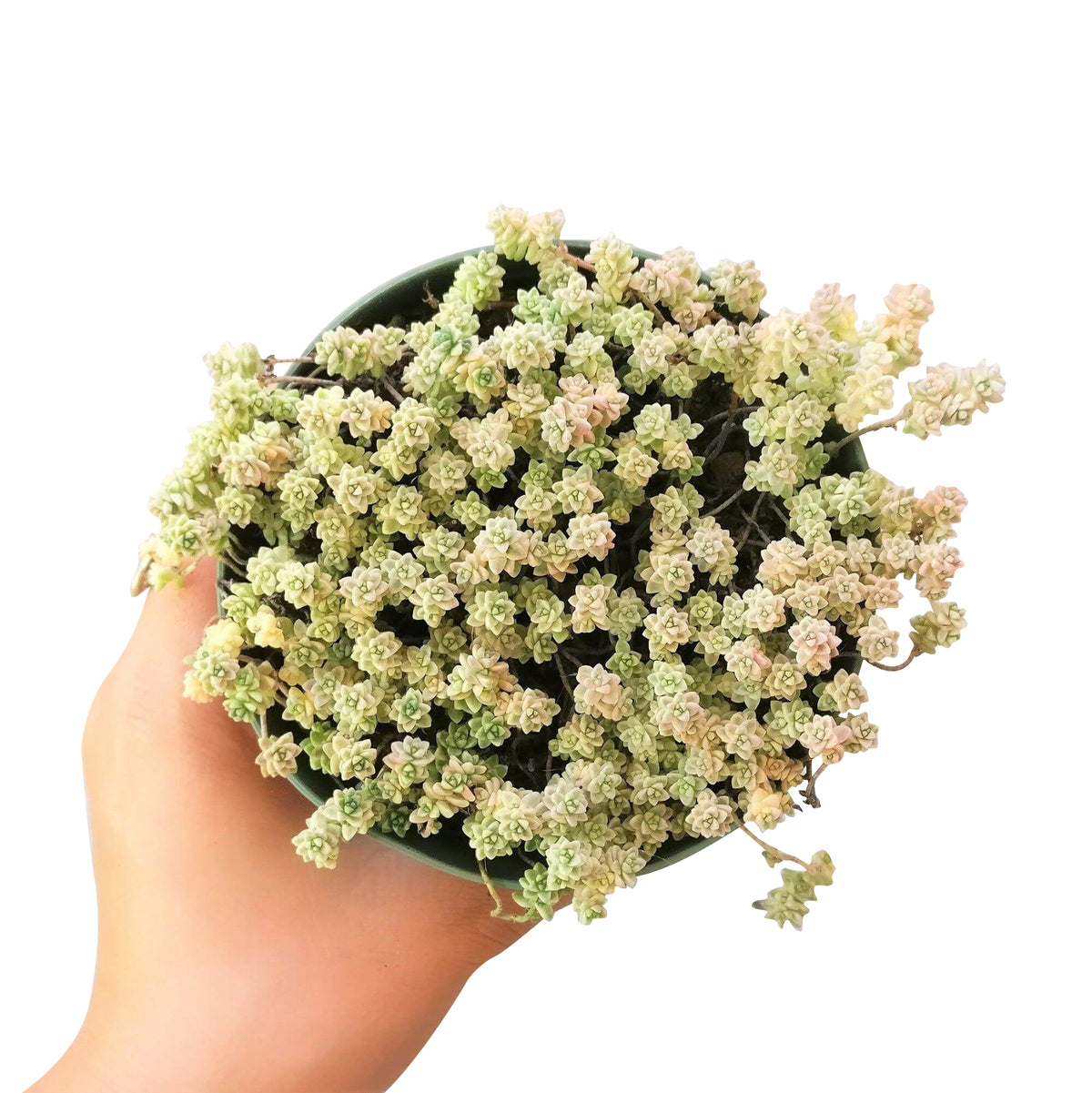 sedum anglicum, Suzie Q English succulent, succulents store in CA, Succulents, monthly succulents, succulent care, Rare succulents, succulents garden, succulent care tips, indoor succulents, Suzie Q English succulent in California, How to grow Suzie Q English succulent