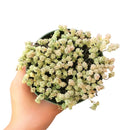 sedum anglicum, Suzie Q English succulent, succulents store in CA, Succulents, monthly succulents, succulent care, Rare succulents, succulents garden, succulent care tips, indoor succulents, Suzie Q English succulent in California, How to grow Suzie Q English succulent