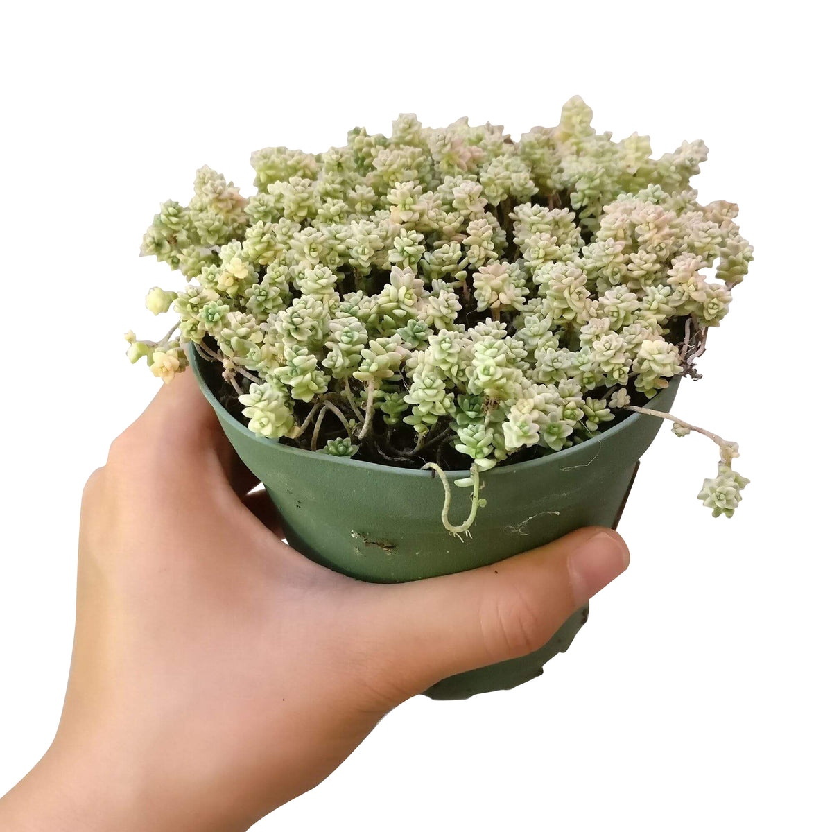 sedum anglicum, Suzie Q English succulent, succulents store in CA, Succulents, monthly succulents, succulent care, Rare succulents, succulents garden, succulent care tips, indoor succulents, Suzie Q English succulent in California, How to grow Suzie Q English succulent