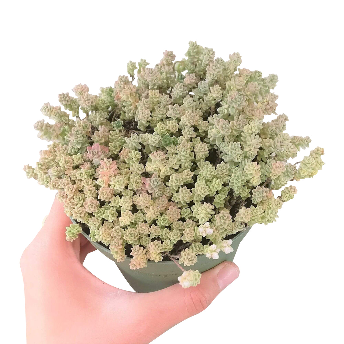 sedum anglicum, Suzie Q English succulent, succulents store in CA, Succulents, monthly succulents, succulent care, Rare succulents, succulents garden, succulent care tips, indoor succulents, Suzie Q English succulent in California, How to grow Suzie Q English succulent