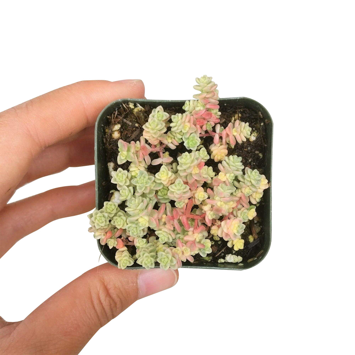 sedum anglicum, Suzie Q English succulent, succulents store in CA, Succulents, monthly succulents, succulent care, Rare succulents, succulents garden, succulent care tips, indoor succulents, Suzie Q English succulent in California, How to grow Suzie Q English succulent
