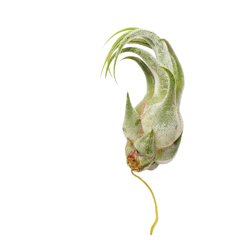 Tillandsia Seleriana air plant for sale, bulbous air plant with thick and fuzzy surface and wavy leaves, Seleriana air plant care guide, air plant subscription box delivered monthly, live air plant gift ideas, air plant home decoration