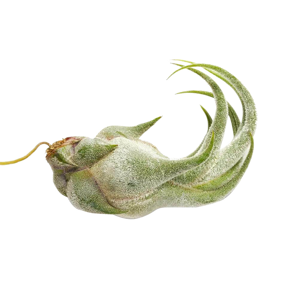 Tillandsia Seleriana air plant for sale, bulbous air plant with thick and fuzzy surface and wavy leaves, Seleriana air plant care guide, air plant subscription box delivered monthly, live air plant gift ideas, air plant home decoration