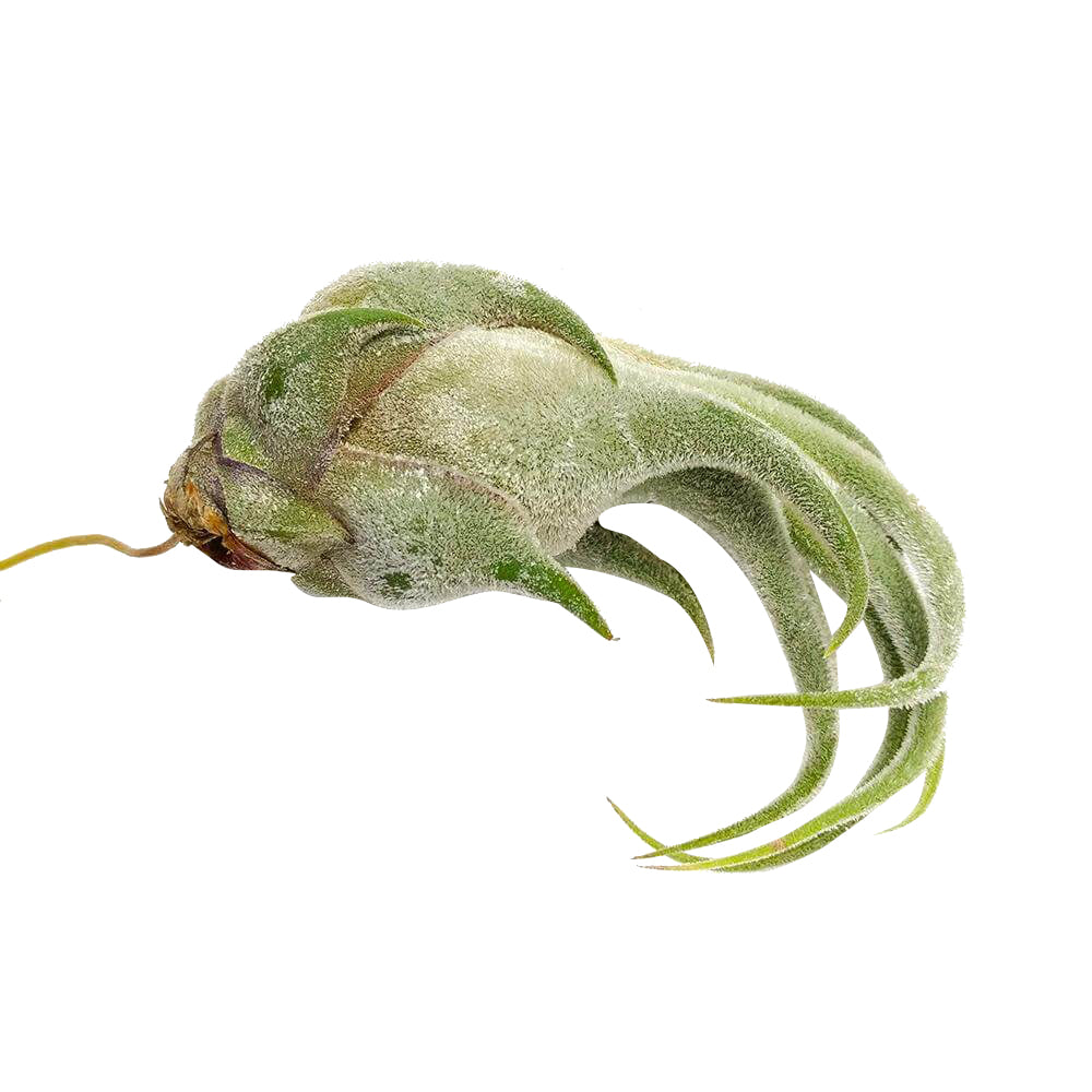 Tillandsia Seleriana air plant for sale, bulbous air plant with thick and fuzzy surface and wavy leaves, Seleriana air plant care guide, air plant subscription box delivered monthly, live air plant gift ideas, air plant home decoration