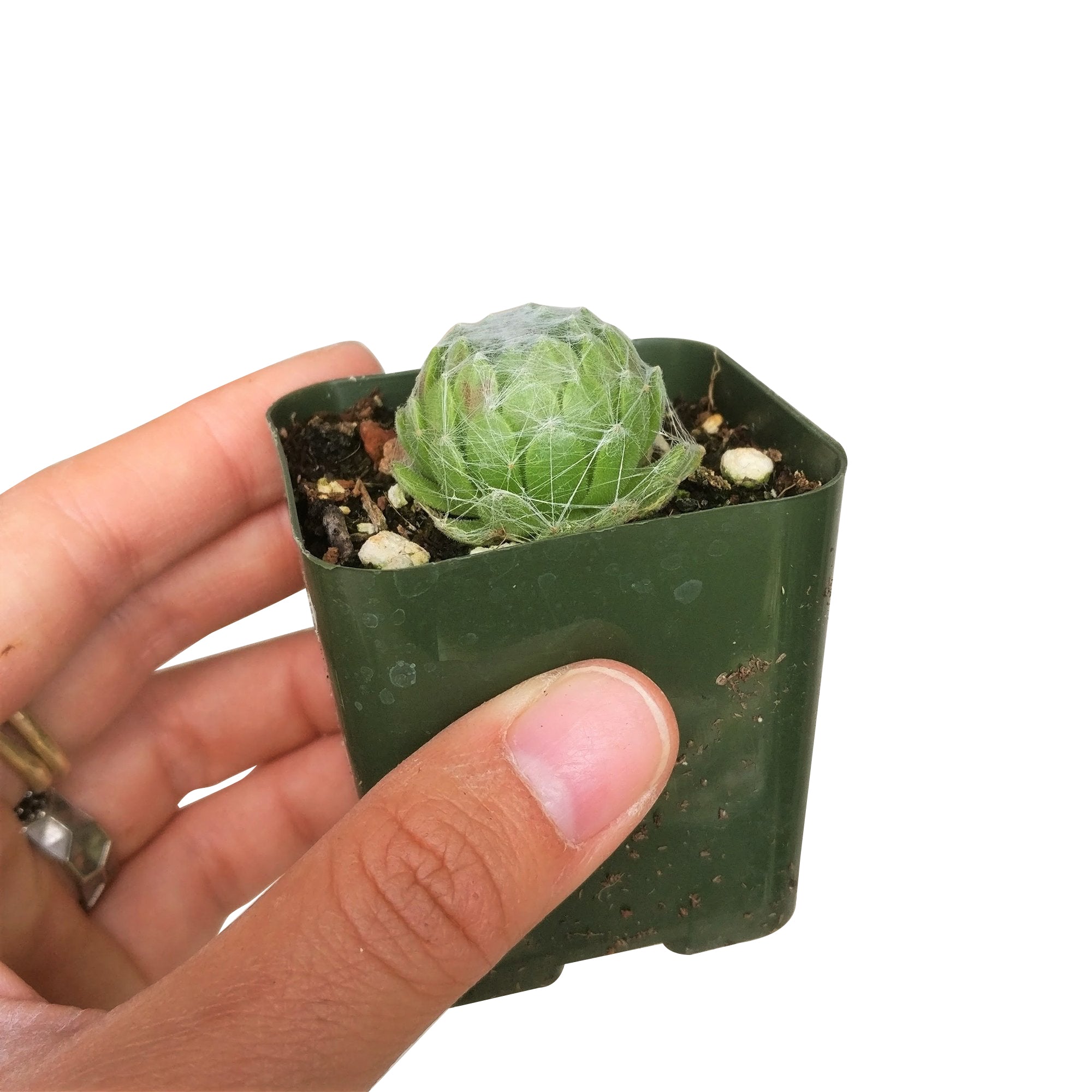 succulent spider web Sempervivum Cobweb Hens and Chicks - Hardy Live Plants