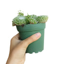 sempervivum cobweb for sale, monthly succulents, Succulents shop near me, succulent plant, Succulents, succulents store in CA, succulent care guide, indoor succulents, Rare succulents, sempervivum cobweb in California, How to grow sempervivum cobweb. indoor succulents.