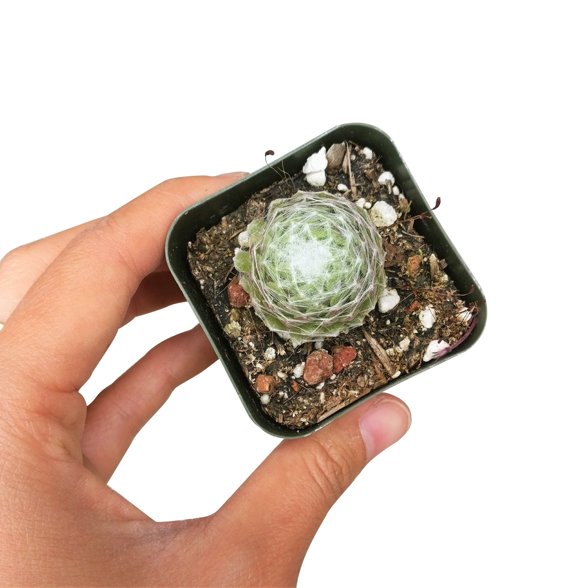 succulents with webs Sempervivum Cobweb Hens and Chicks - Hardy Live Plants