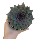 sempervivum grape tone, succulents store in CA, Succulents, Rare succulents, succulent plant, cactus, succulent care guide, succulent subscription, succulent care tips, sempervivum grape tone in California, How to grow sempervivum grape tone. indoor succulents.