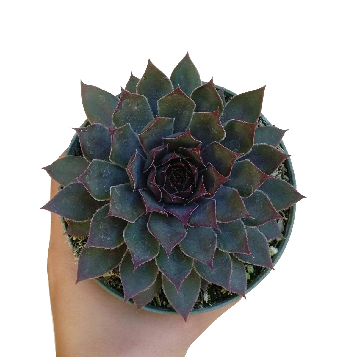 sempervivum grape tone, succulents store in CA, Succulents, Rare succulents, succulent plant, cactus, succulent care guide, succulent subscription, succulent care tips, sempervivum grape tone in California, How to grow sempervivum grape tone. indoor succulents.