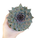 sempervivum grape tone, succulents store in CA, Succulents, Rare succulents, succulent plant, cactus, succulent care guide, succulent subscription, succulent care tips, sempervivum grape tone in California, How to grow sempervivum grape tone. indoor succulents.