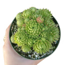 sempervivum jovibarba, jovibarba allionii for sale, monthly succulents, succulent care, succulents garden, succulent subscription, cactus, succulents store in CA, indoor succulents, succulent care tips, sempervivum jovibarba in California, How to grow sempervivum jovibarba. indoor succulents.