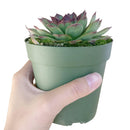 sempervivum mahogany for sale, succulent plant, succulent care guide, Rare succulents, succulent care tips, succulents shop in California, monthly succulents, how to grow succulents, cactus, sempervivum mahogany in California, How to grow sempervivum mahogany. indoor succulents.