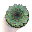 sempervivum mahogany for sale, succulent plant, succulent care guide, Rare succulents, succulent care tips, succulents shop in California, monthly succulents, how to grow succulents, cactus, sempervivum mahogany in California, How to grow sempervivum mahogany. indoor succulents.