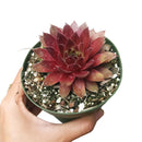 Sempervivum Red Lion for sale, succulent care guide, succulent plant, Succulents shop near me, how to grow succulents, cactus, Succulents, monthly succulents, succulent care, Sempervivum Red Lion in California, How to grow Sempervivum Red Lion, indoor succulents, care tips for growing Sempervivum Red Lion