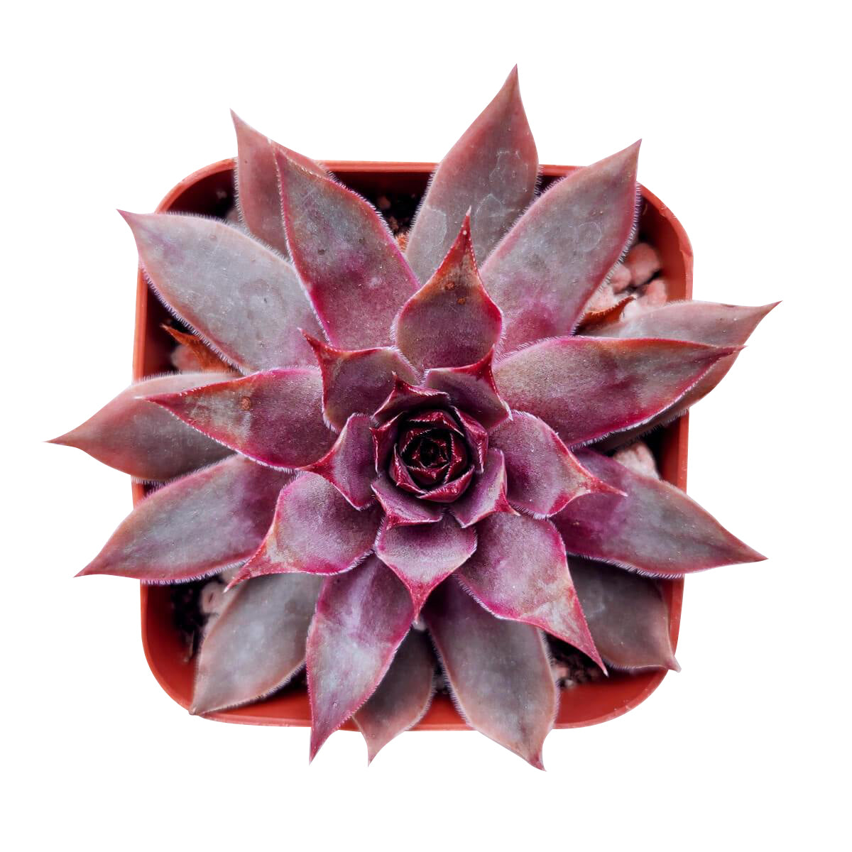 Sempervivum Red Lion for sale, succulent care guide, succulent plant, Succulents shop near me, how to grow succulents, cactus, Succulents, monthly succulents, succulent care, Sempervivum Red Lion in California, How to grow Sempervivum Red Lion, indoor succulents