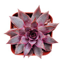 Sempervivum Red Lion for sale, succulent care guide, succulent plant, Succulents shop near me, how to grow succulents, cactus, Succulents, monthly succulents, succulent care, Sempervivum Red Lion in California, How to grow Sempervivum Red Lion, indoor succulents, care tips for growing Sempervivum Red Lion