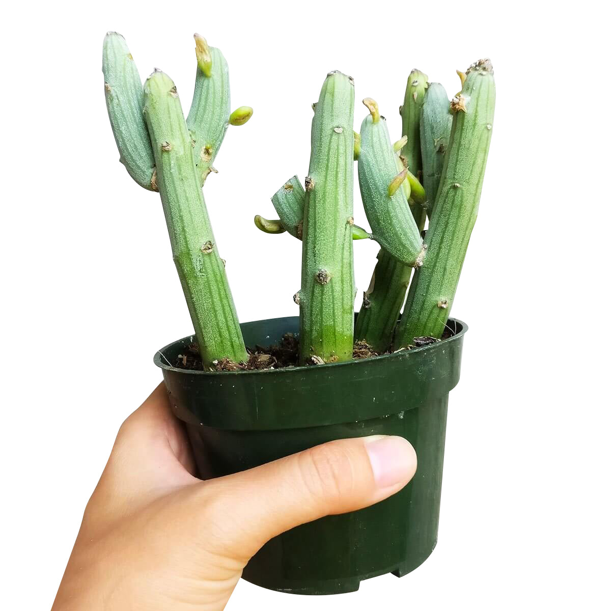 succulent that looks like green sticks Senecio Anteuphorbium Swizzle Sticks Succulent for Sale