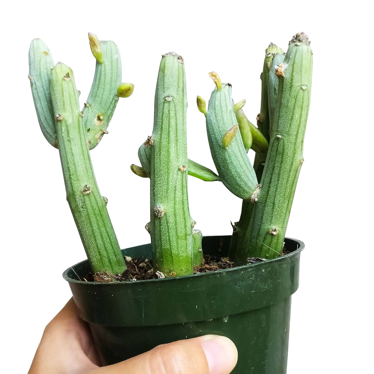 Senecio Anteuphorbium Swizzle Sticks, succulents store in CA, succulents shop in California, succulents garden, succulent subscription, cactus, succulent care, how to grow succulents, succulent care tips, Senecio Anteuphorbium Swizzle Sticks in California, How to grow Senecio Anteuphorbium Swizzle Sticks