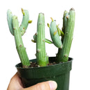 Senecio Anteuphorbium Swizzle Sticks, succulents store in CA, succulents shop in California, succulents garden, succulent subscription, cactus, succulent care, how to grow succulents, succulent care tips, Senecio Anteuphorbium Swizzle Sticks in California, How to grow Senecio Anteuphorbium Swizzle Sticks