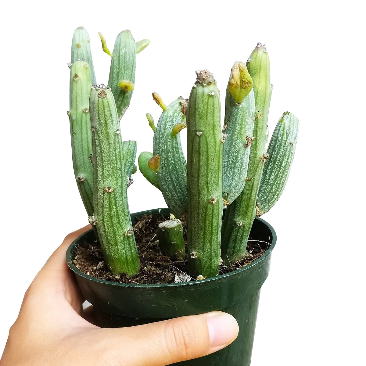 green stick like succulent Senecio Anteuphorbium Swizzle Sticks Succulent for Sale