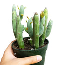 Senecio Anteuphorbium Swizzle Sticks, succulents store in CA, succulents shop in California, succulents garden, succulent subscription, cactus, succulent care, how to grow succulents, succulent care tips, Senecio Anteuphorbium Swizzle Sticks in California, How to grow Senecio Anteuphorbium Swizzle Sticks