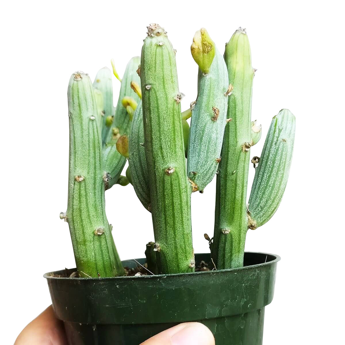 Senecio Anteuphorbium Swizzle Sticks, succulents store in CA, succulents shop in California, succulents garden, succulent subscription, cactus, succulent care, how to grow succulents, succulent care tips, Senecio Anteuphorbium Swizzle Sticks in California, How to grow Senecio Anteuphorbium Swizzle Sticks