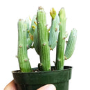 Senecio Anteuphorbium Swizzle Sticks, succulents store in CA, succulents shop in California, succulents garden, succulent subscription, cactus, succulent care, how to grow succulents, succulent care tips, Senecio Anteuphorbium Swizzle Sticks in California, How to grow Senecio Anteuphorbium Swizzle Sticks