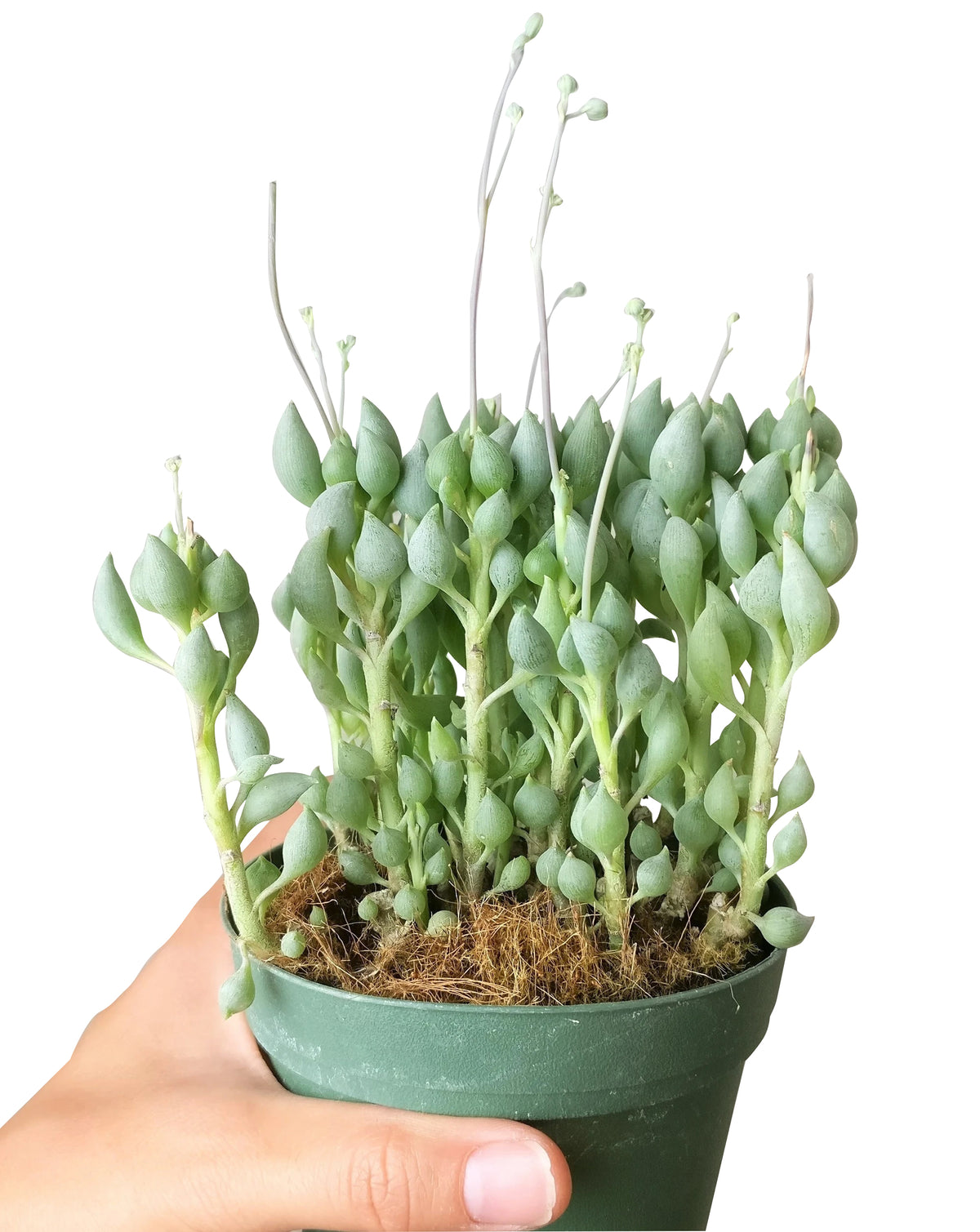 Senecio Citriformis, senecio plant, senecio succulent, senecio varieties, senecio succulent types, senecios, senecio species, senecio, senecio care