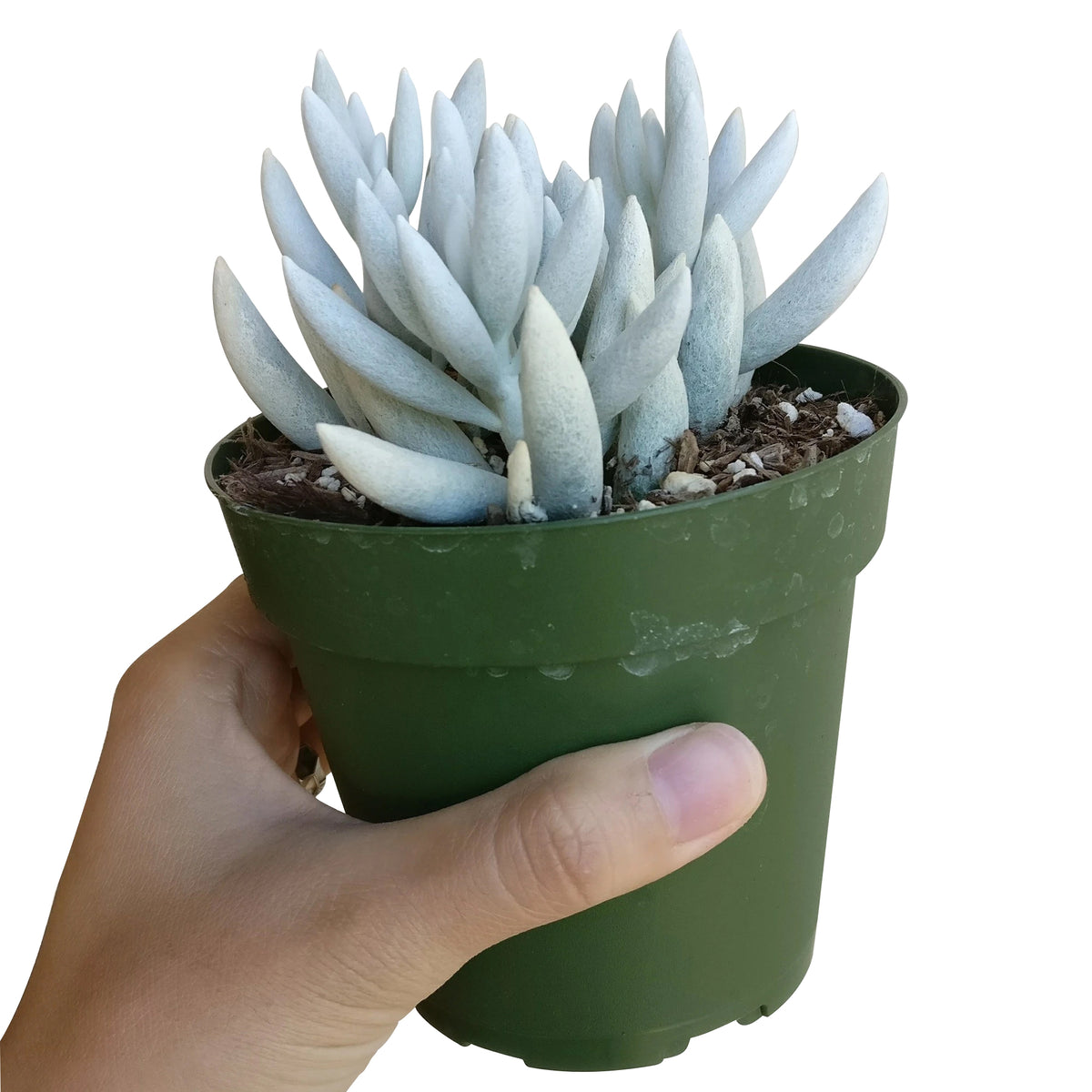 Senecio cocoon plant for sale, succulent care tips, Rare succulents, how to grow succulents, succulents shop in California, succulent plant, indoor succulents, Succulents shop near me, succulents store in CA, Senecio cocoon plant in California, How to grow Senecio cocoon plant