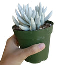 Senecio cocoon plant for sale, succulent care tips, Rare succulents, how to grow succulents, succulents shop in California, succulent plant, indoor succulents, Succulents shop near me, succulents store in CA, Senecio cocoon plant in California, How to grow Senecio cocoon plant
