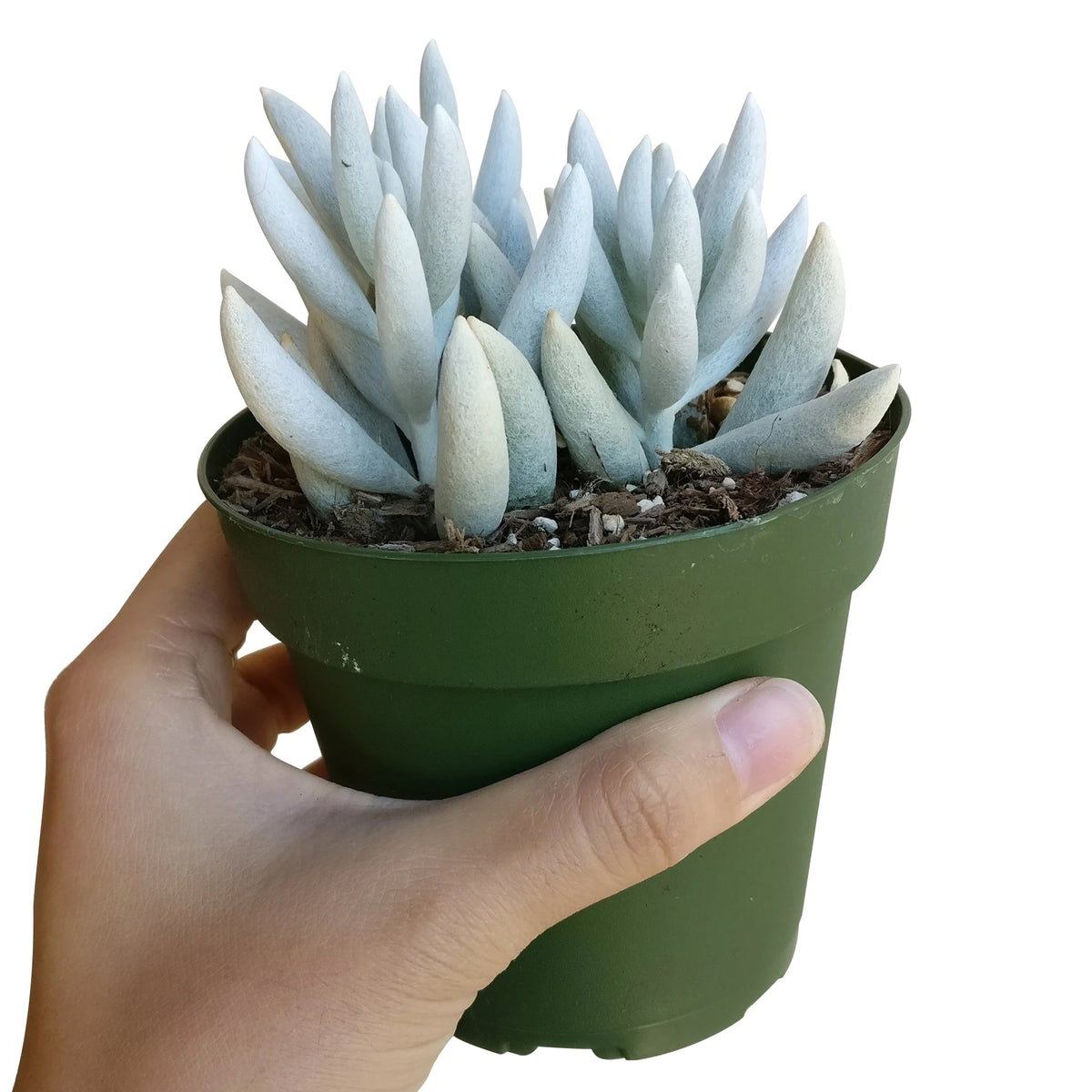 Senecio cocoon plant for sale, succulent care tips, Rare succulents, how to grow succulents, succulents shop in California, succulent plant, indoor succulents, Succulents shop near me, succulents store in CA, Senecio cocoon plant in California, How to grow Senecio cocoon plant