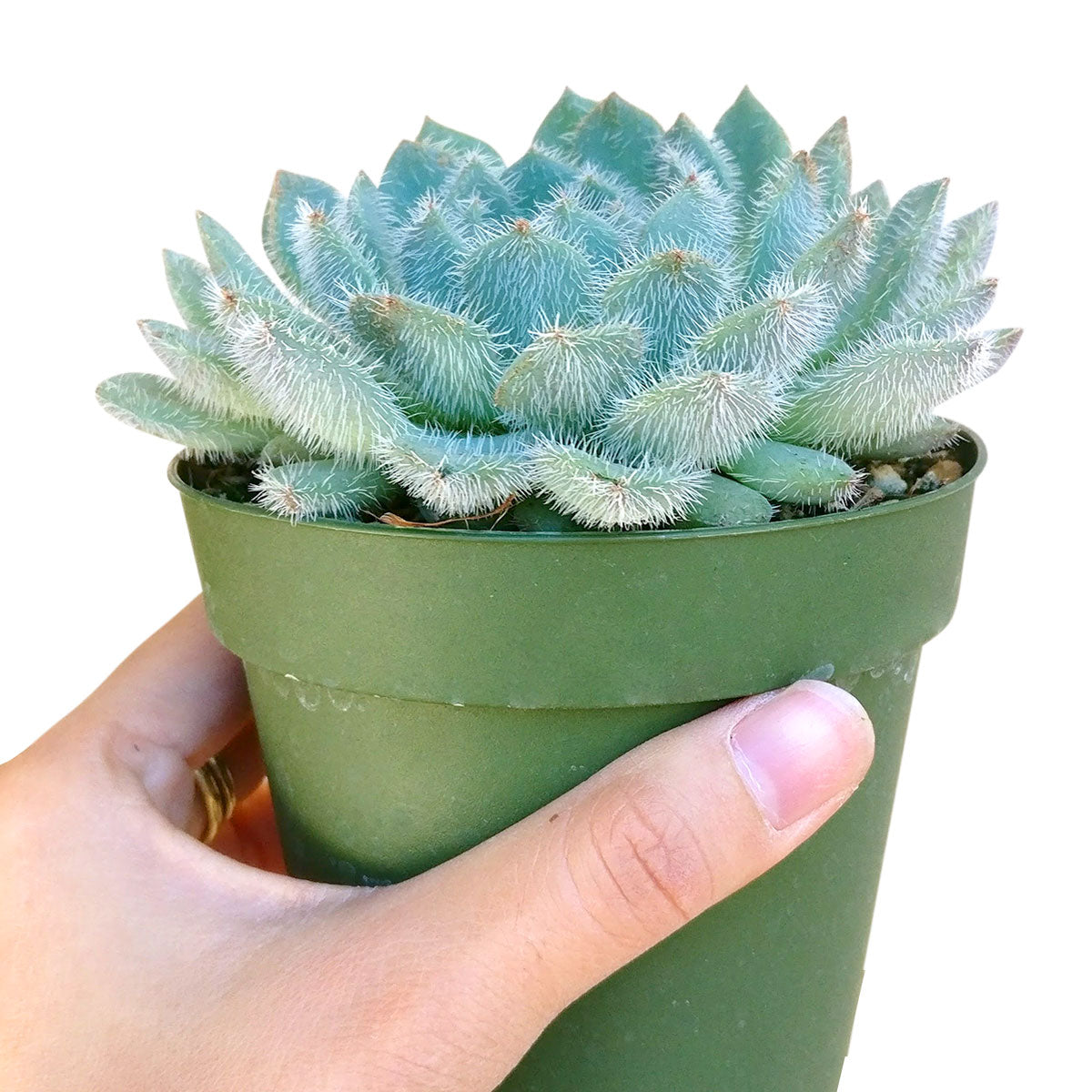 Echeveria setosa var deminuta, succulent subscription, Succulents shop near me, succulents store in CA, how to grow succulents, succulents shop in California, indoor succulents, cactus, Succulents, Echeveria setosa var deminuta in California, How to grow Echeveria setosa var deminuta, echeveria, echeveria succulent, echeveria types, succulent echeveria, buy succulents online, succulent shop, succulent store, echeveria plant, indoor succulents