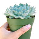 Echeveria Setosa var. Deminuta