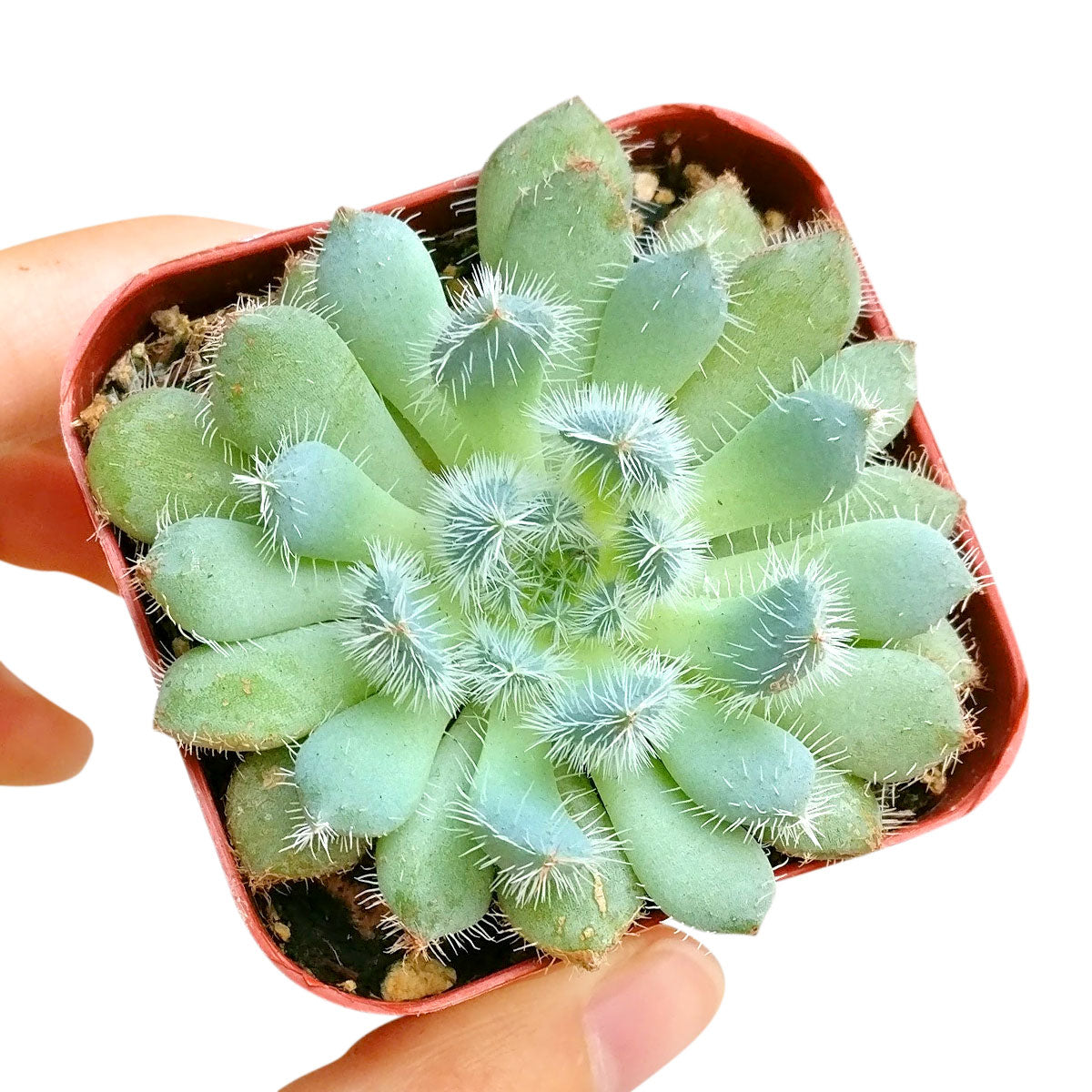 eucharia succulent Echeveria Setosa var. Deminuta