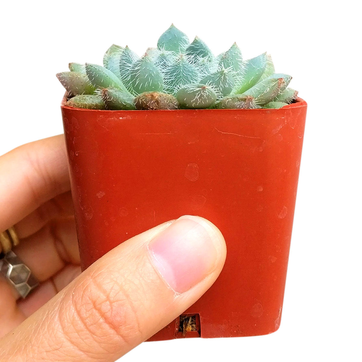 Echeveria setosa var deminuta, succulent subscription, Succulents shop near me, succulents store in CA, how to grow succulents, succulents shop in California, indoor succulents, cactus, Succulents, Echeveria setosa var deminuta in California, How to grow Echeveria setosa var deminuta, echeveria, echeveria succulent, echeveria types, succulent echeveria, buy succulents online, succulent shop, succulent store, echeveria plant, indoor succulents