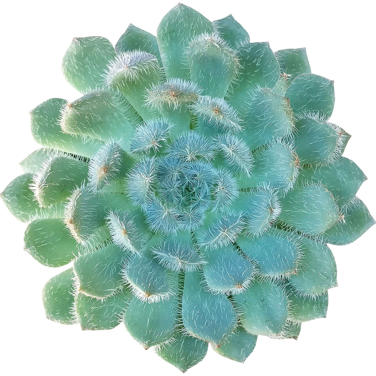 eucharia succulent Echeveria Setosa var. Deminuta