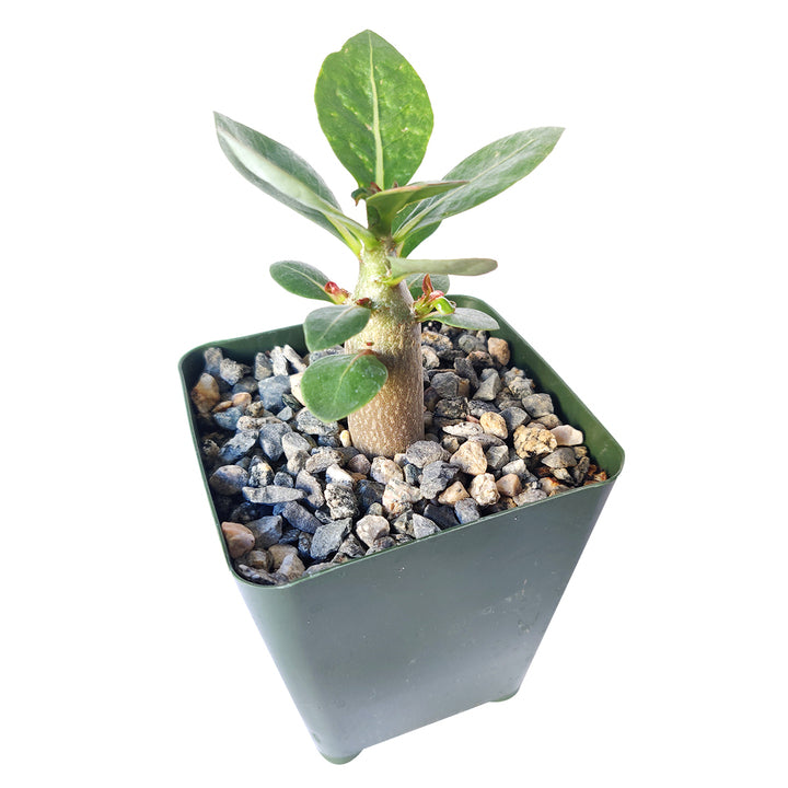 succulent adenium Adenium Obesum 'Shada'