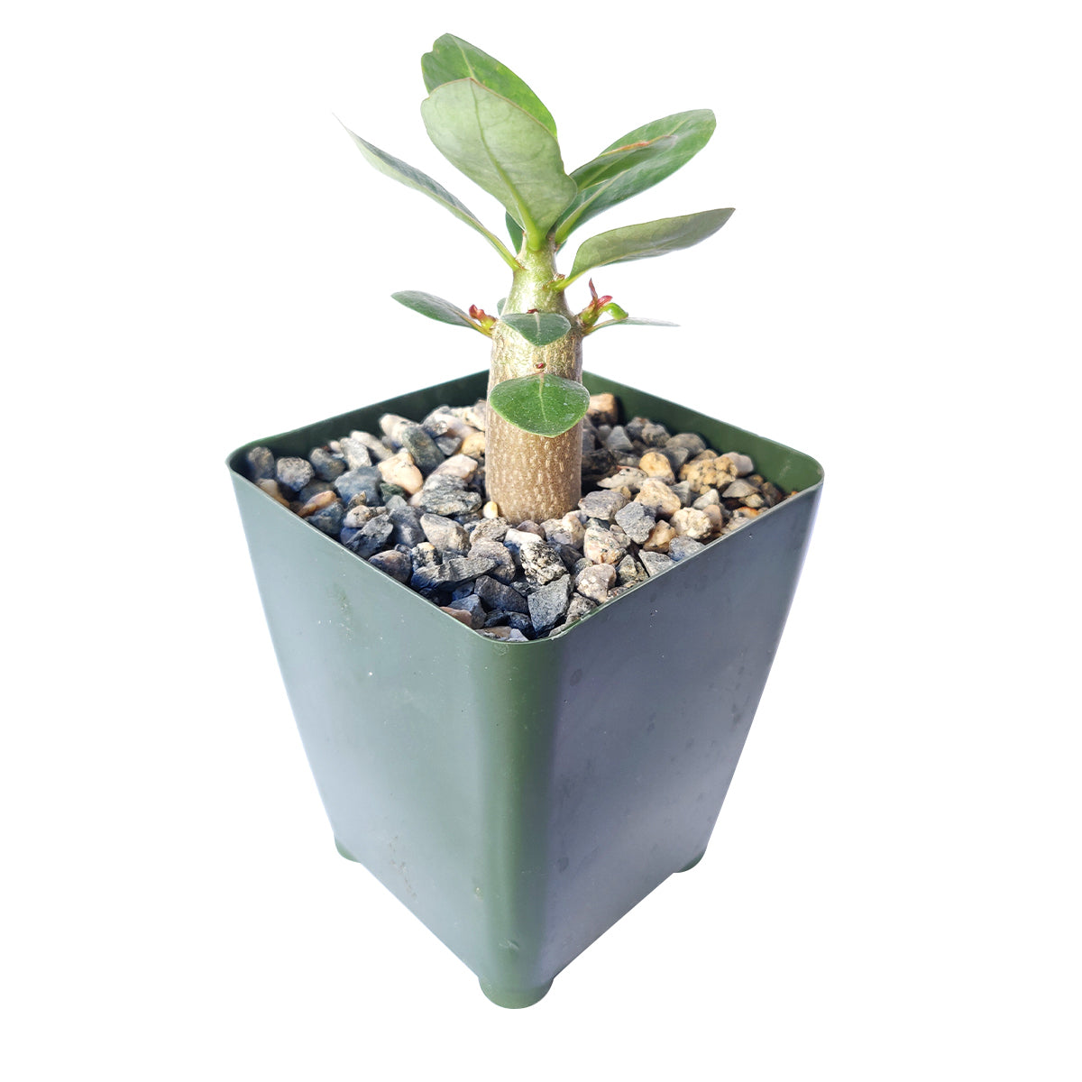 Desert Rose Plant, Elephants Foot, Fat Plant, Bonsai Cactus, Caudex Bonsai, Adenium Obesum, Adenium Obesum &#39;Shada&#39;, Adenium Arabicum &#39;Shada&#39;, succulent plant, succulent care, rare succulents, rare succulents for sale, unique succulents, buy succulents online, rare succulent, succulent shop, unusual succulents, succulent store, succulents online